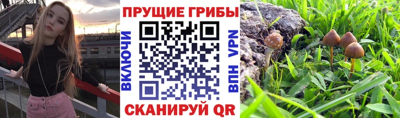 Галлюциногенные грибы GOLDEN TEACHER  blacksprut ссылки  Луховицы  где продают наркотики 